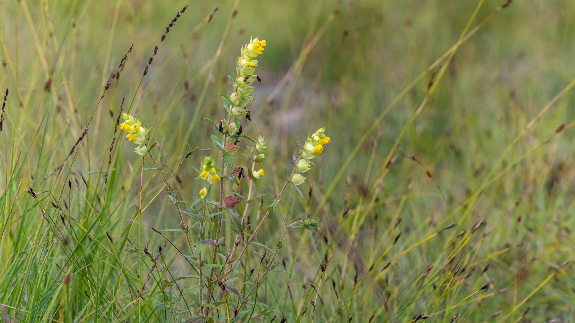 Saaremaa robirohi
